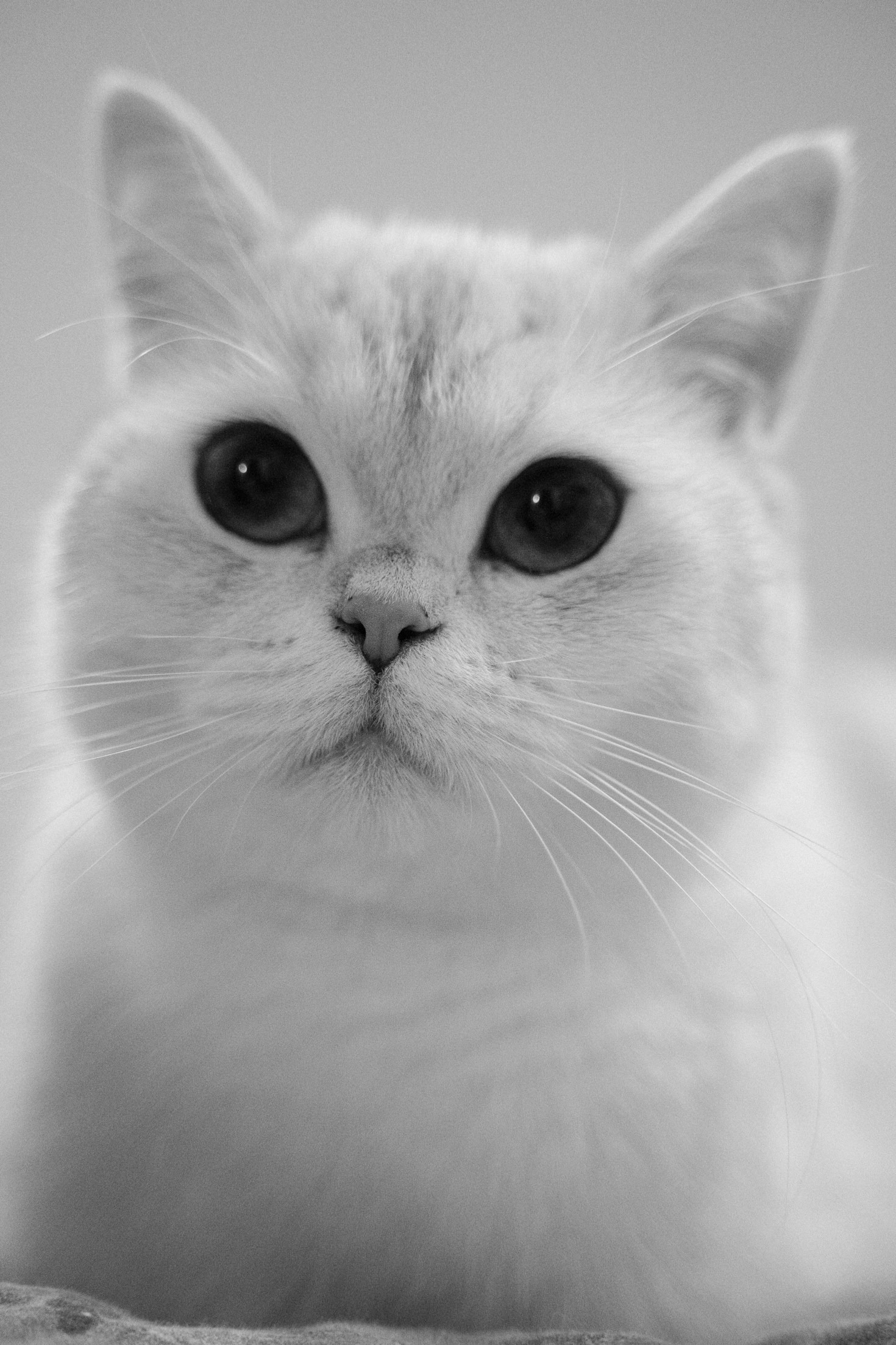 5 Ways You Can Help Cats in Need Today